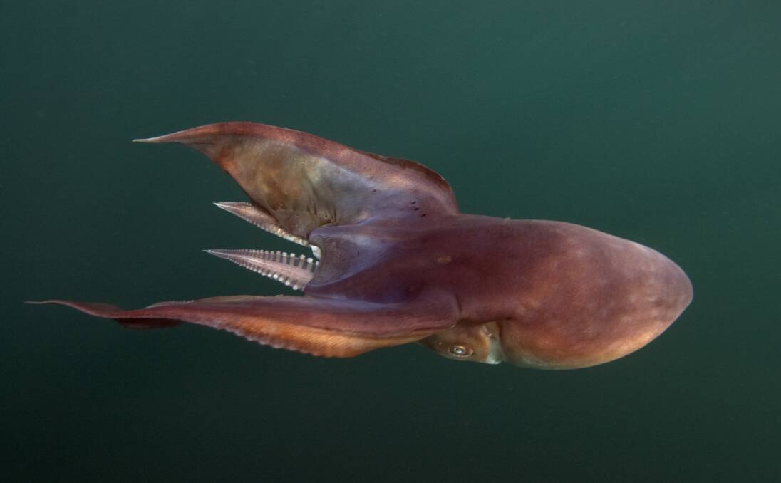 OPEN OCEAN: The blanket octopus can stretch out to two metres and usually dwell in the open ocean. Picture Julian Finn