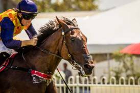 Country Championships Tips: Wellington Qualifier
