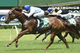WILD CARD: All Summer Long scores at Royal Randwick – the chestnut should take some stopping in next Sunday’s Wild Card at Muswellbrook.  Picture by Bradley Photographers