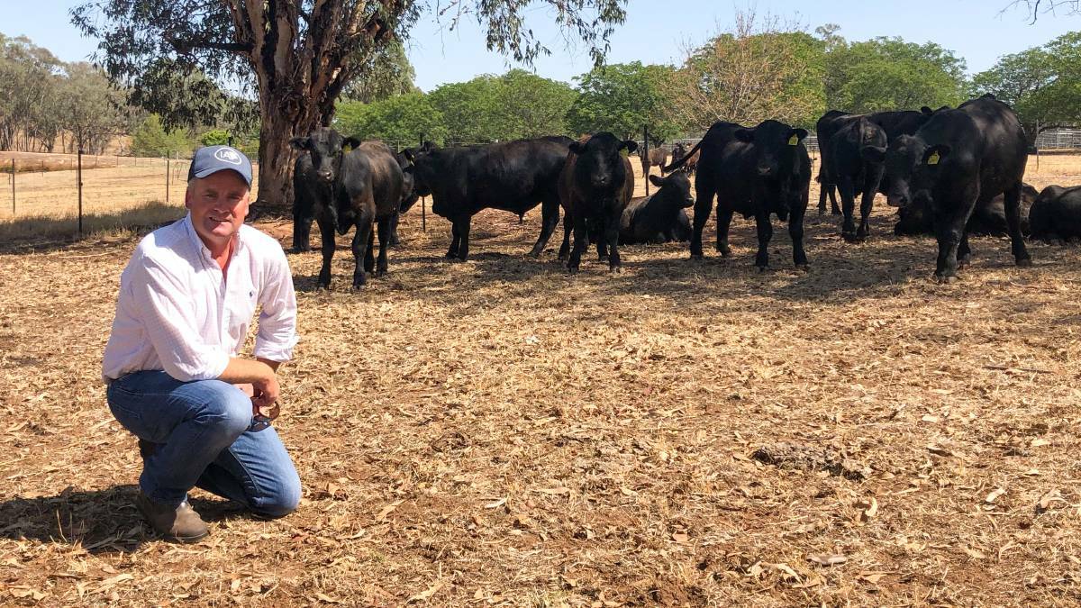 'Exceptionally complex': Alleged cattle fraud case delayed