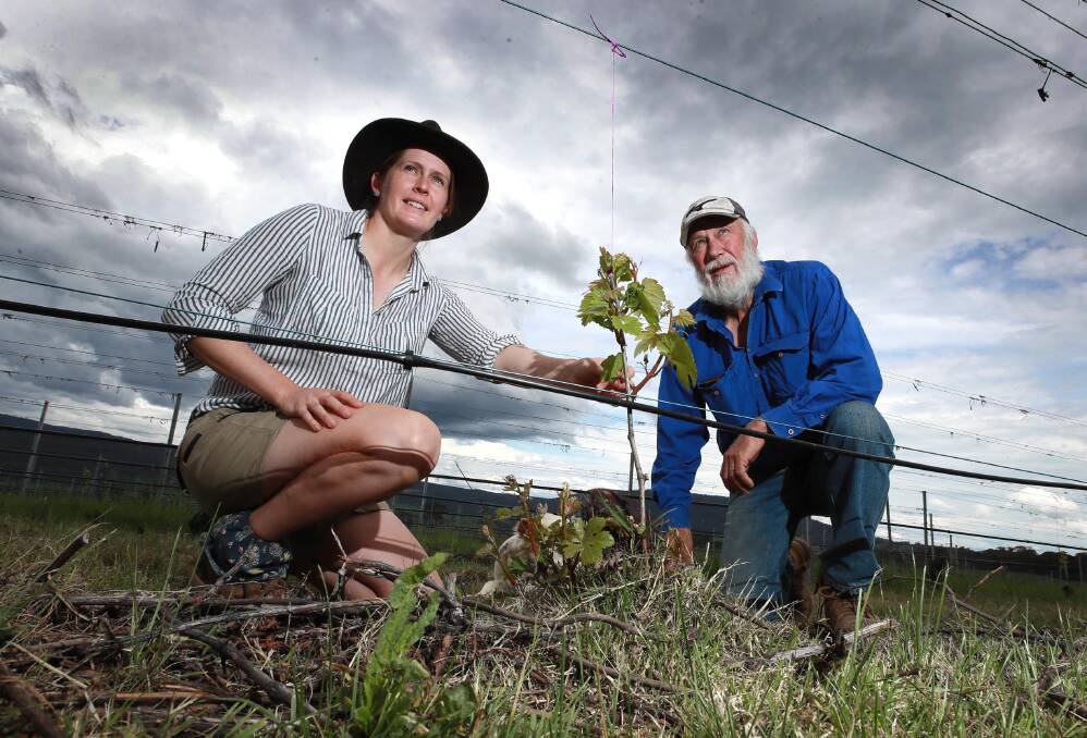 REBUILDING: Helle Southwell and Robert Johansen inspect the progress of their chardonnay grapevines. Picture: Les Smith 