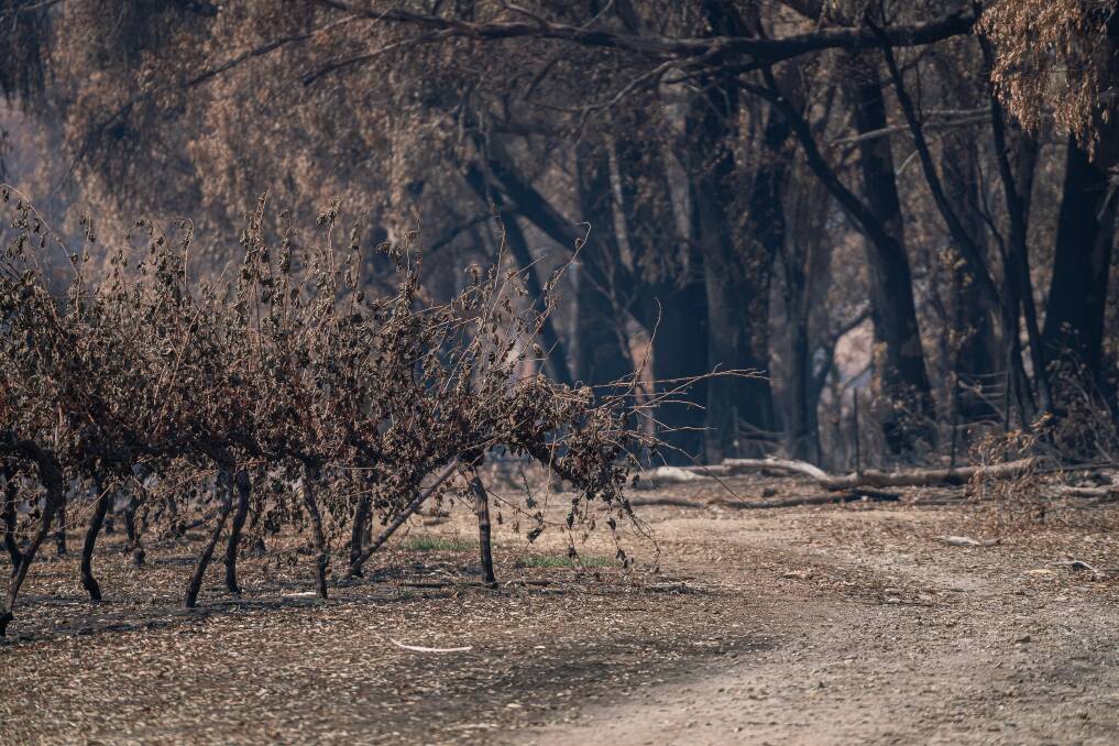 The Mountain View vineyard following the fires. Picture: Sam Murphy 