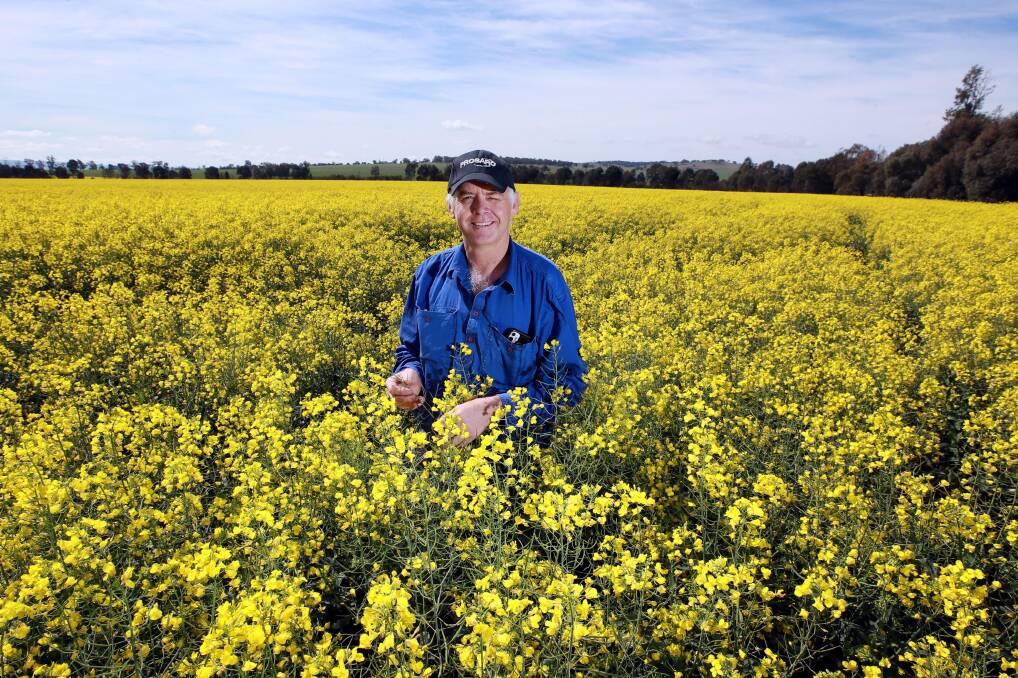 Fields of bright canola herald the arrival of spring in Wagga