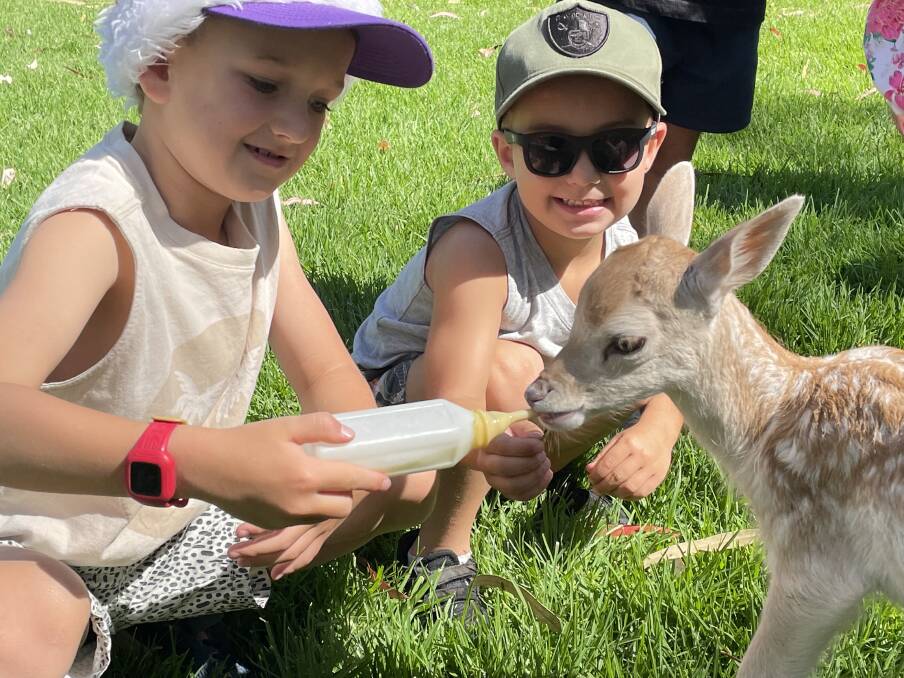 MEET AND GREET: Mason, 6, and Beau Absolum, 4, are thrilled to have a chance to feed one of the fawns at Wagga Zoo. Picture: Annie Lewis 