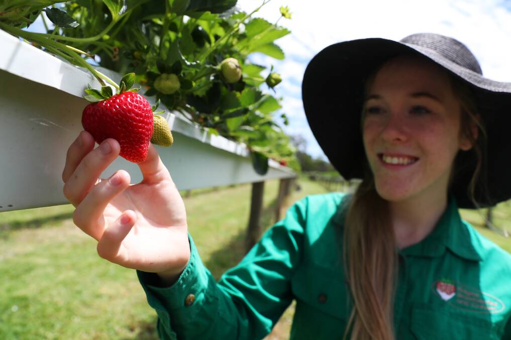 THAT TIME OF YEAR: Bidgee Strawberries and Cream worker, Maddi Rusconi, spots a winning strawberry to pick. Picture: Emma Hillier 