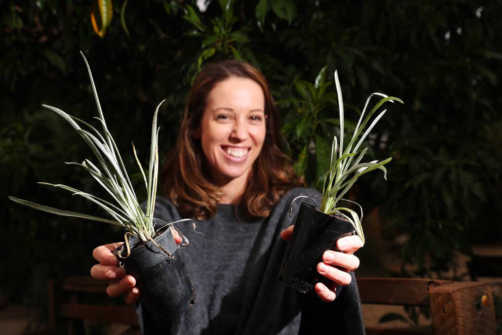 NEW LIFE: Alice Kent says they hope the community would take advantage of the free seedlings, no matter what size their backyard. Picture: Emma Hillier 