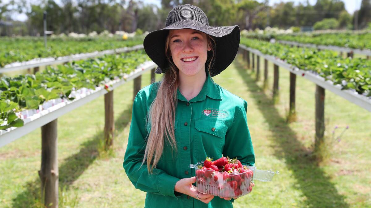 It's the season for strawberry picking in Wagga