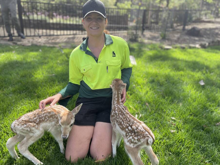 Wagga zoo curator Wendy McNamara with two of the baby deer. 