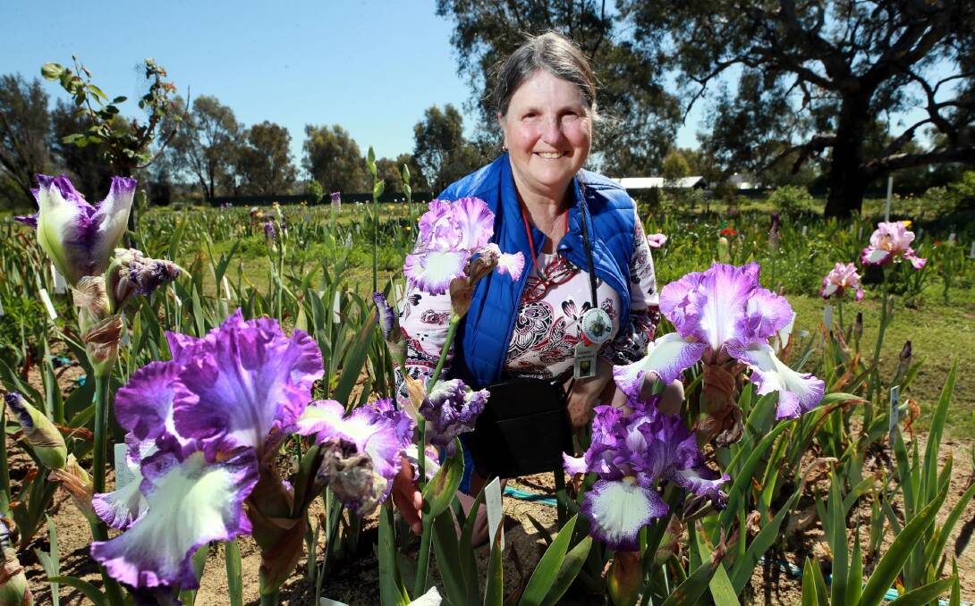 SEA OF COLOUR: Annette tenBroeke of the Riverina Iris Farm with some of her flowers which have started blooming. Picture: Les Smith.