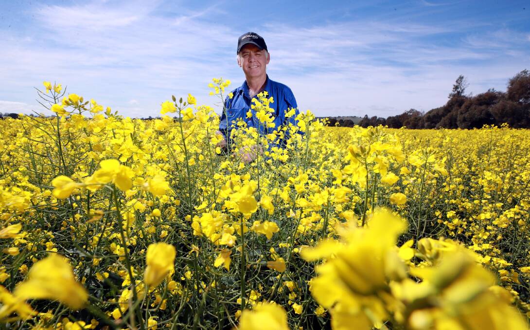 SEA OF YELLOW: Gregadoo farmer Andrew Dumaresq has more than 300 hectares of canola planted on his family's farm. Picture: Les Smith