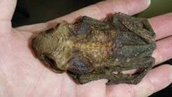 UNWELCOME FIND: The dead cane toad discovered in the region.