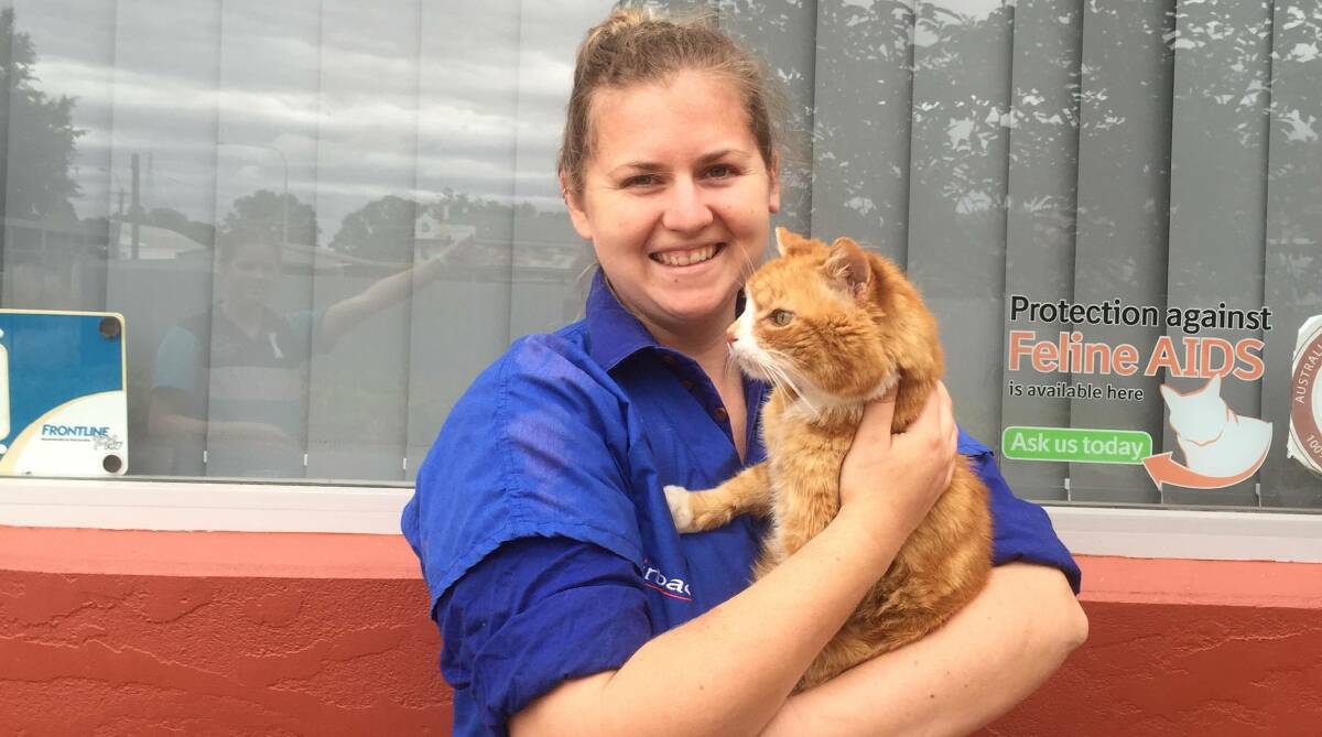TRAVELLER: Ralph the cat with vet Rachel McClune. Ralph will be reunited with his owners this weekend after straying away from his home and travelling 360km.