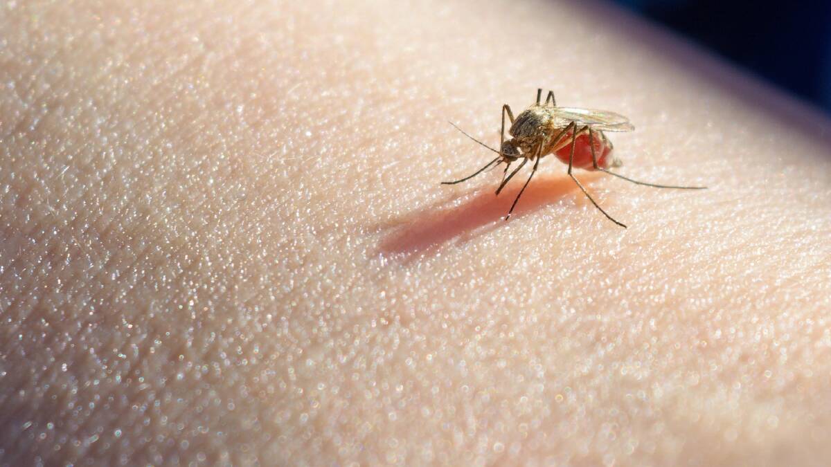 Two more Riverina residents infected with mosquito-borne virus