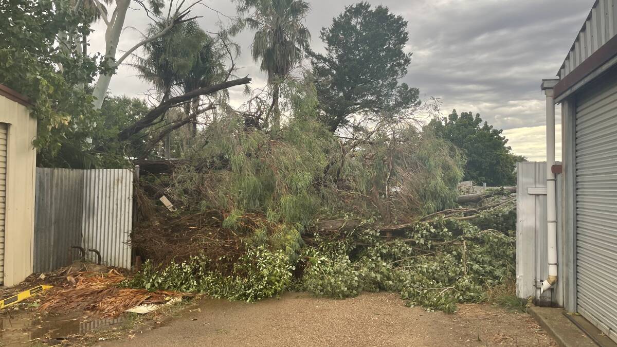 Some of the fallen trees across Wagga as a result of a storm and severe winds on Wednesday evening.