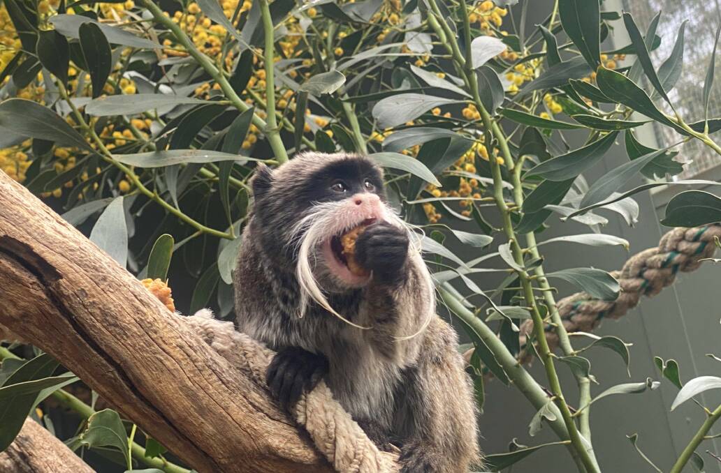 Monkey business now on display at Altina Wildlife Park