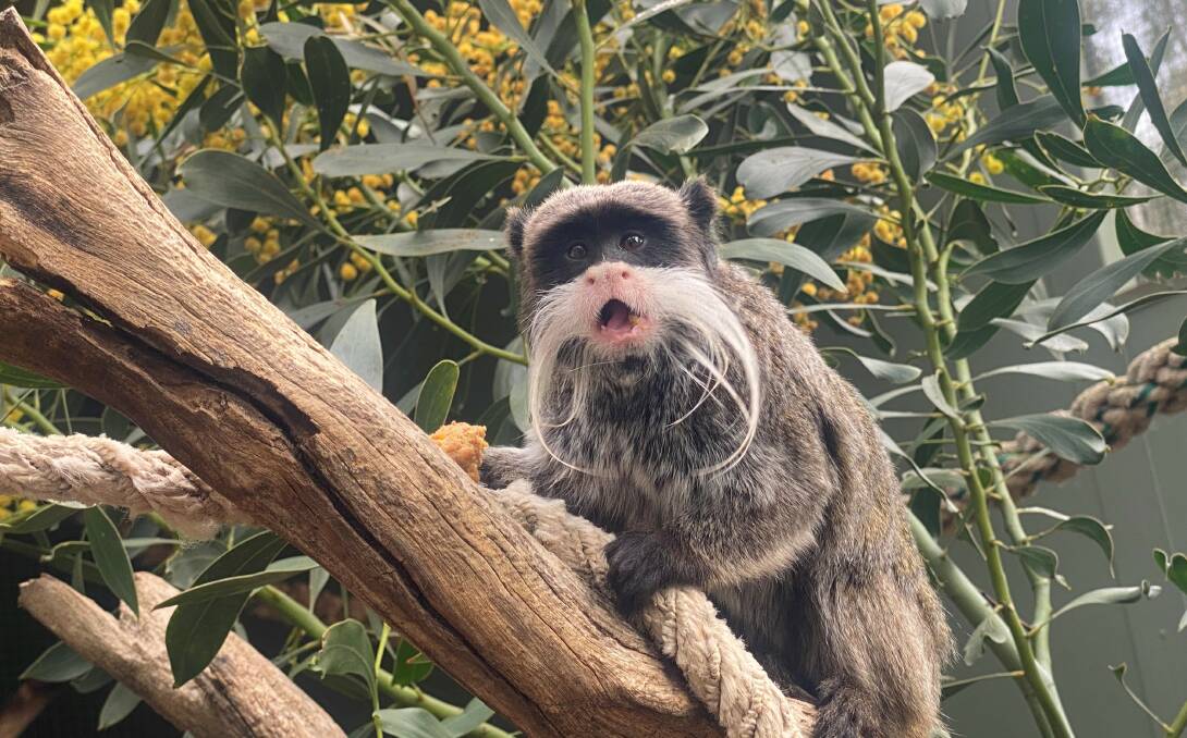 EYE-CATCHING: Two male Emperor Tamarin monkeys are settling in to their new home at Darlington Point's Altina Wildlife Park. Pictures: Altina Wildlife Park