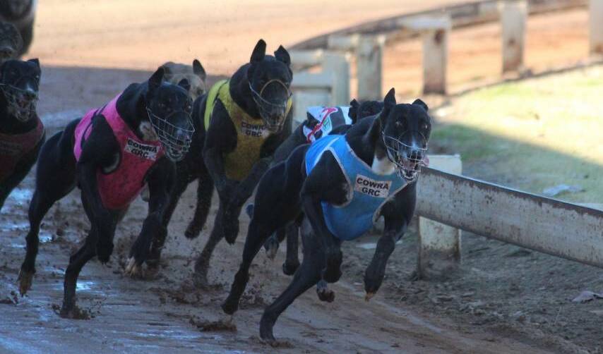 The Roy-trained Charlie's Chance winning at Cowra last year. Picture: Cowra Guardian