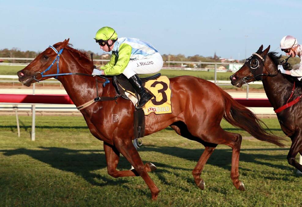 SCRATCHED: Corowa gelding Front Page was to carry the hopes of the region in The Kosciuszko at Randwick. Picture: Les Smith