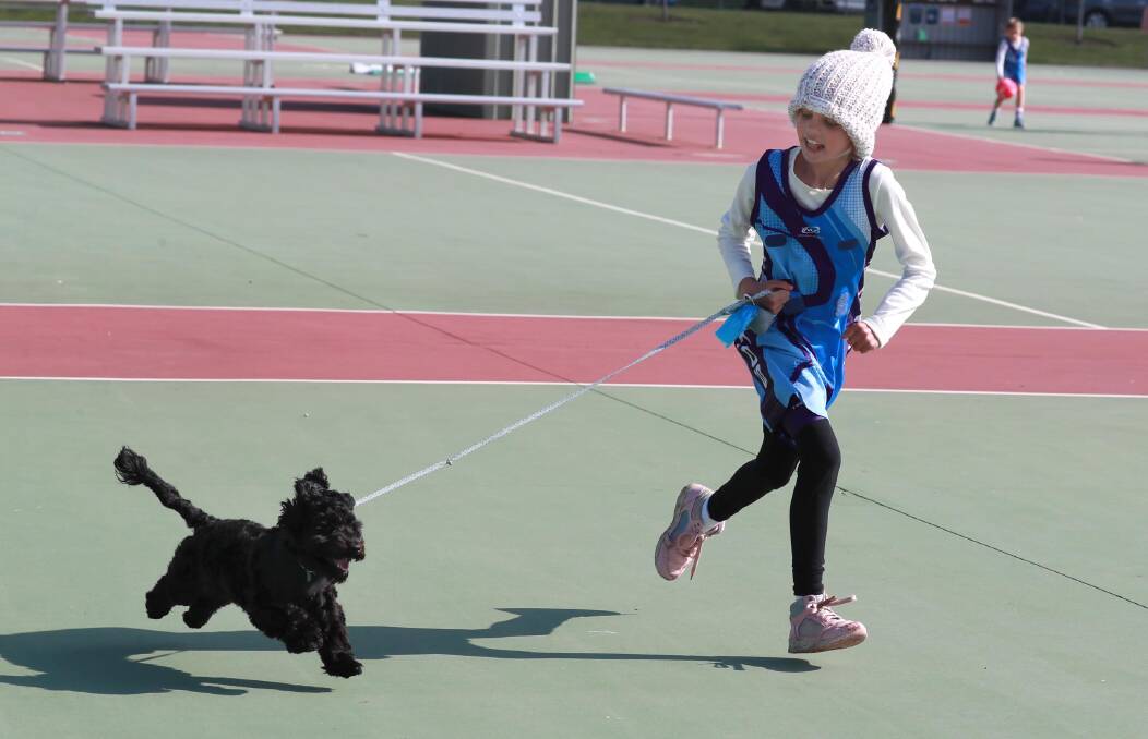 GREAT DAY OUT: Bella the spoodle having a ball at the netball courts with Chloe Lieschke, 8, last Saturday. Picture: Les Smith