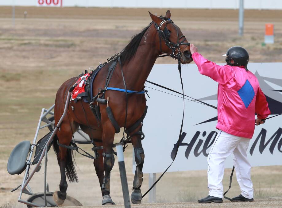 Temora Reactor and trainer Garry Harpley after the horse fell at Wagga in early October. He's had a win, two seconds and a fourth since and lines up at Temora on Saturday night. Picture: Les Smith