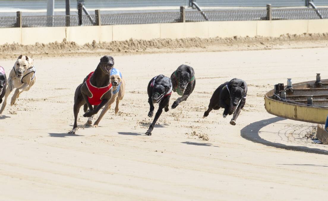 MAIDEN WIN: Gary Mitchell's Farmor Uproar (far right) powered to his first victory at his second start in the Zatoma Transport Maiden (320m) at Wagga greyhounds on Friday. Picture: Madeline Begley