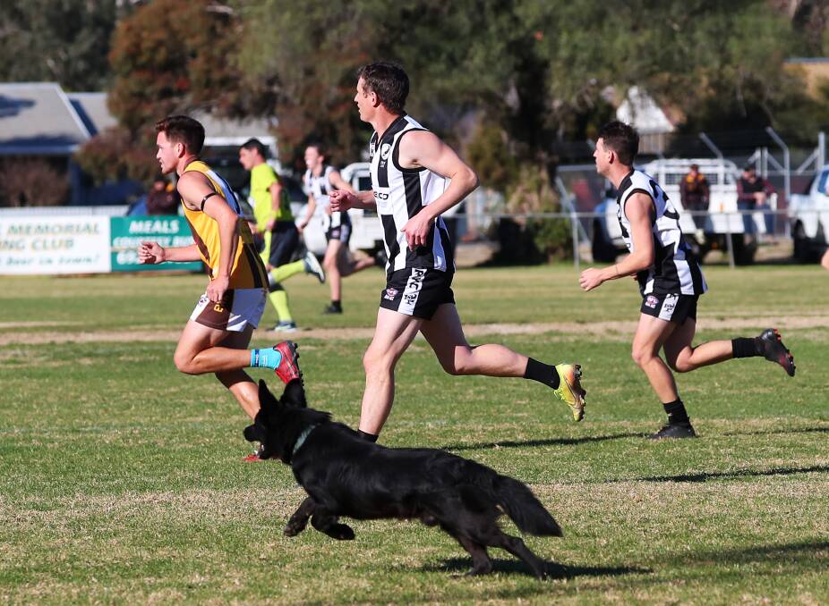 DOGGONE IT: The Rock-Yerong Creek's return to finals didn't quite eventuate, with an East Wagga-Kooringal semi-final sowdown now unlikely with the ban on community sport. 