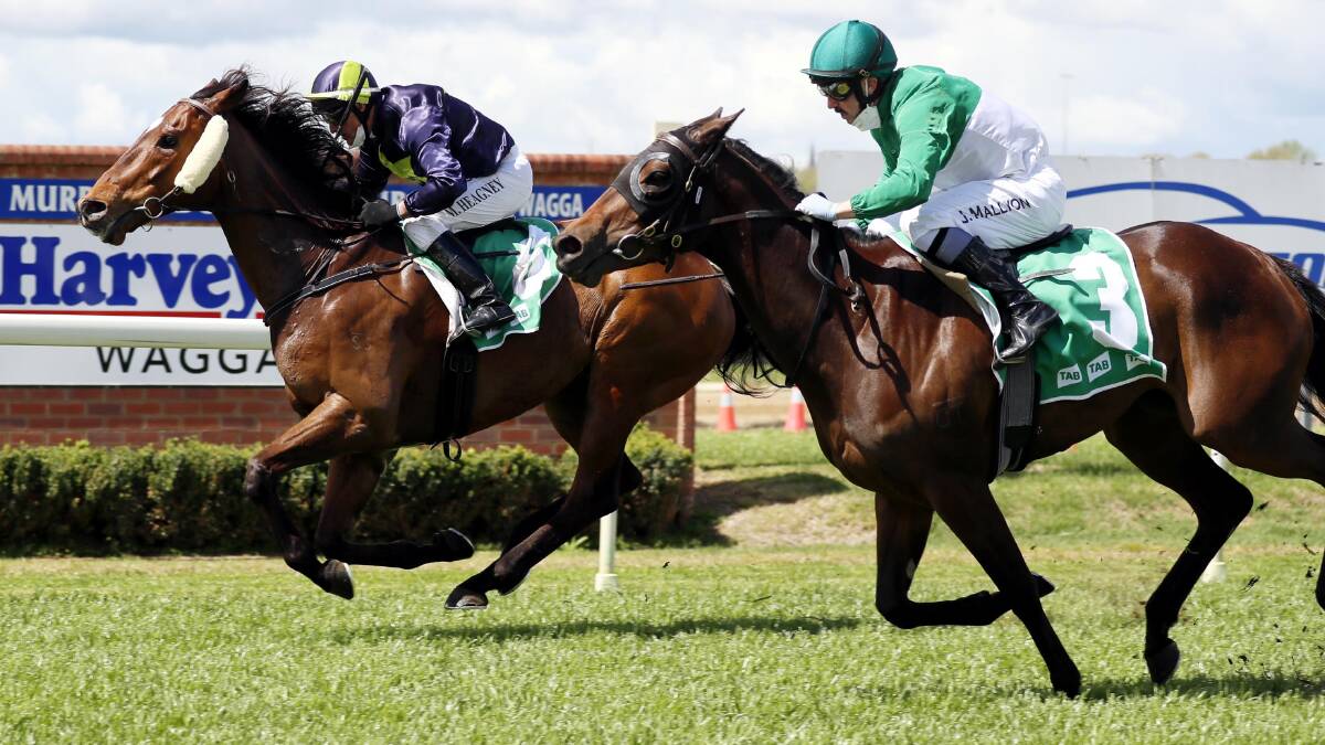 HIGH HOPES: The Tim Donnelly-trained Dolphina (right) finishes second at Wagga in October, behind Hello China. Picture: Les Smith