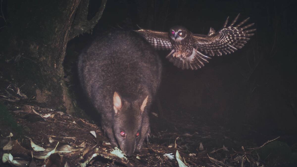 Secret lives of native animals caught on camera