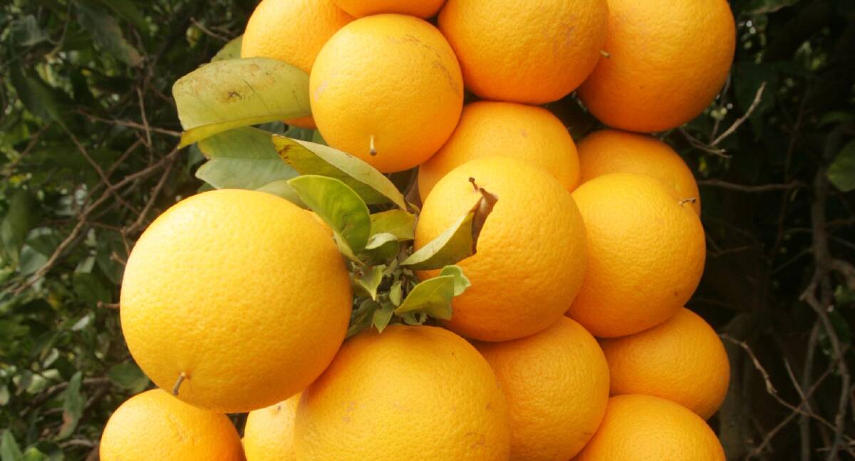 SQUEEZED OUT: Griffith citrus farmer Louis Sartor says orange farmers are being ripped off. 