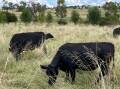 if just the best 10pc of Australia's current grazing land is harnessed for active soil carbon sequestration through managed grazing, the 20pc of national emissions could be abated, argues ecologist Dr Bill Hurditch.