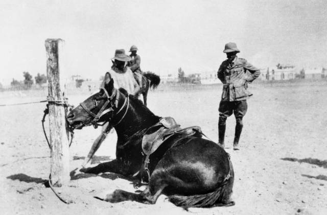 War Horse: Bill the Bastard's minder on the long journey to war by sea was writer, poet and journalist Banjo Paterson, pictured here in Egypt with a sulking horse. Picture: AWM