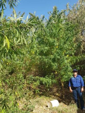 Drug bust at Humula unearths five-metre tall cannabis plants