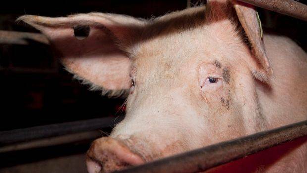 Fresh piggery proposal to be tabled in Riverina