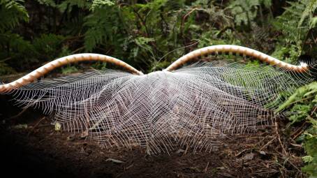 WHAT A SHOW: A male Superb Lyrebird puts on an incredible show after mating, which includes a mysterious, elaborate performance where he tosses his tail over his head and dances backwards away from the female. Image: Supplied