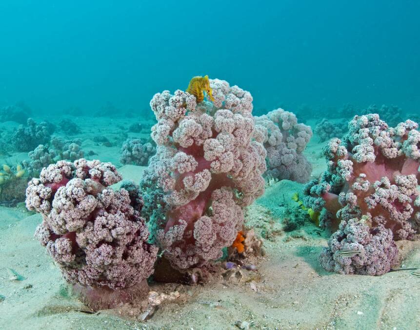 Natural beauty: The Cauliflower Coral is one of the few temperate water soft corals found in NSW.