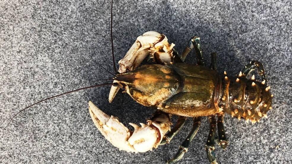TASTY LOBSTER: A good looking Murray crayfish caught in the Murrumbidgee River over the long weekend. Pictures: Contributed