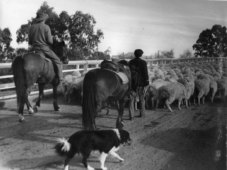 RURAL LIFE: Driving sheep across the Hampden Bridge at Wagga. Contact Wagga Wagga and District Historical Society at www.wwdhs.org.au. Picture: Lennon Collection CSURA  RW1574.564