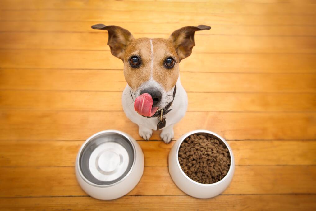 THE GREAT DEBATE: There is no scientific evidence to suggest that a raw-only diet is better for a dog or cat than a high quality commercially produced food.