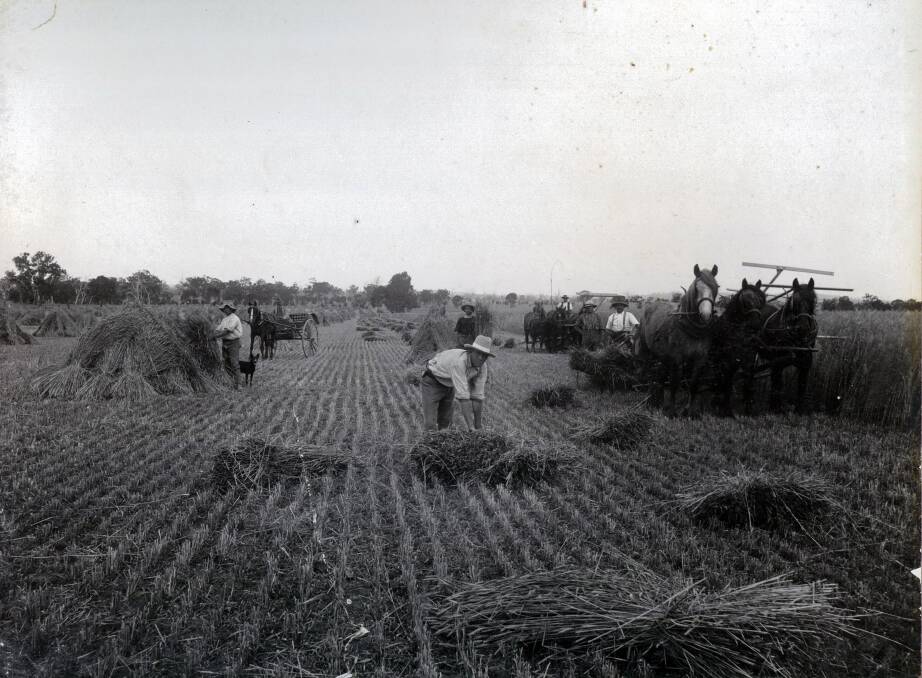 ON THE LAND: Cutting and stooking hay in the late 1890s. Picture: Brunskill family