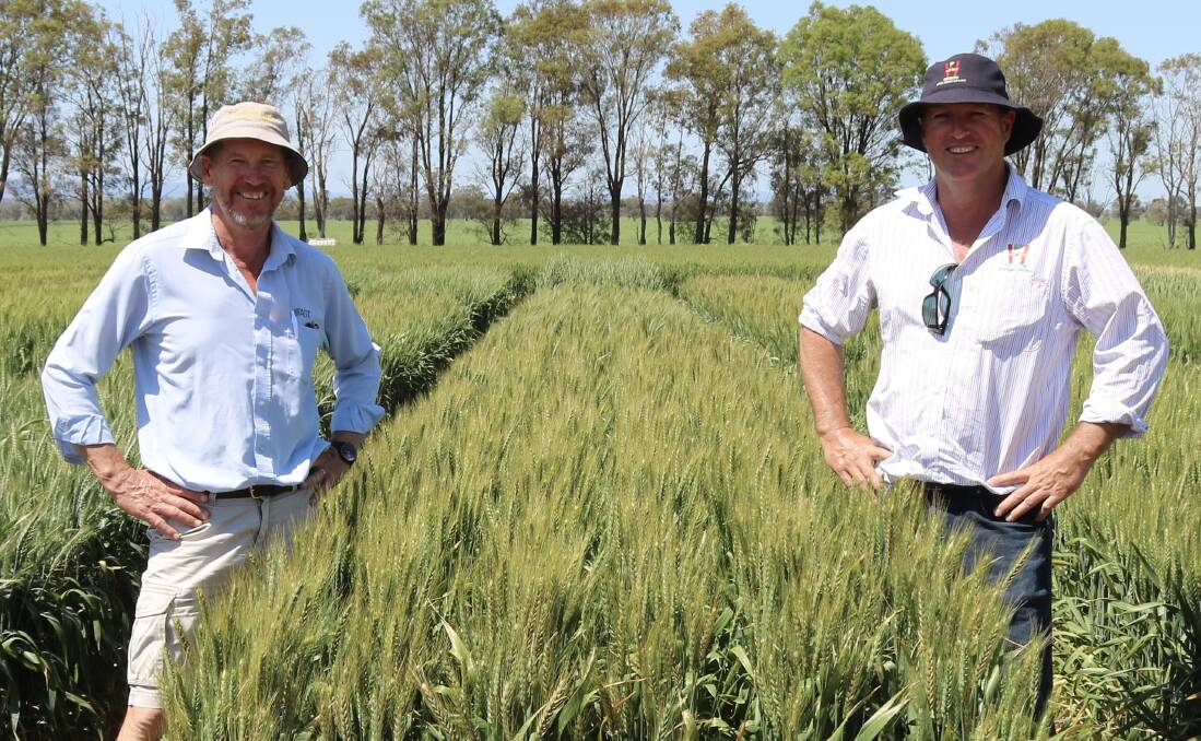 INNOVATION: AGT Wagga wheat breeder Russell Eastwood with Rob Hart from Hart Brothers Seeds in a plot of newly released APH variety Coota.
