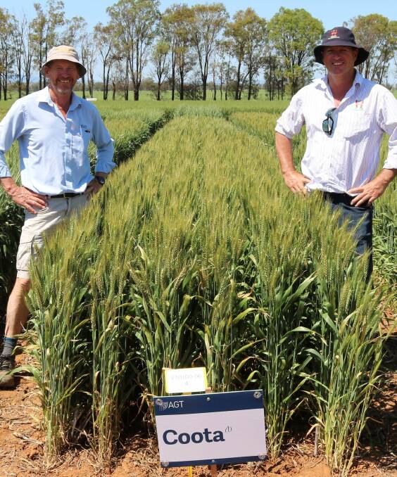 New high yielding wheat bred for southern NSW