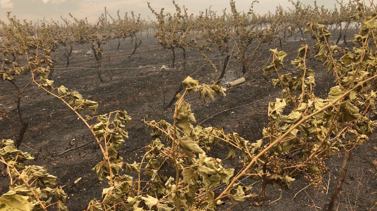 Turned to crisps: Vines at the Hesperia yard were ruined when fire hit the property on New Year's Eve. Picture: VANESSA KEENAN