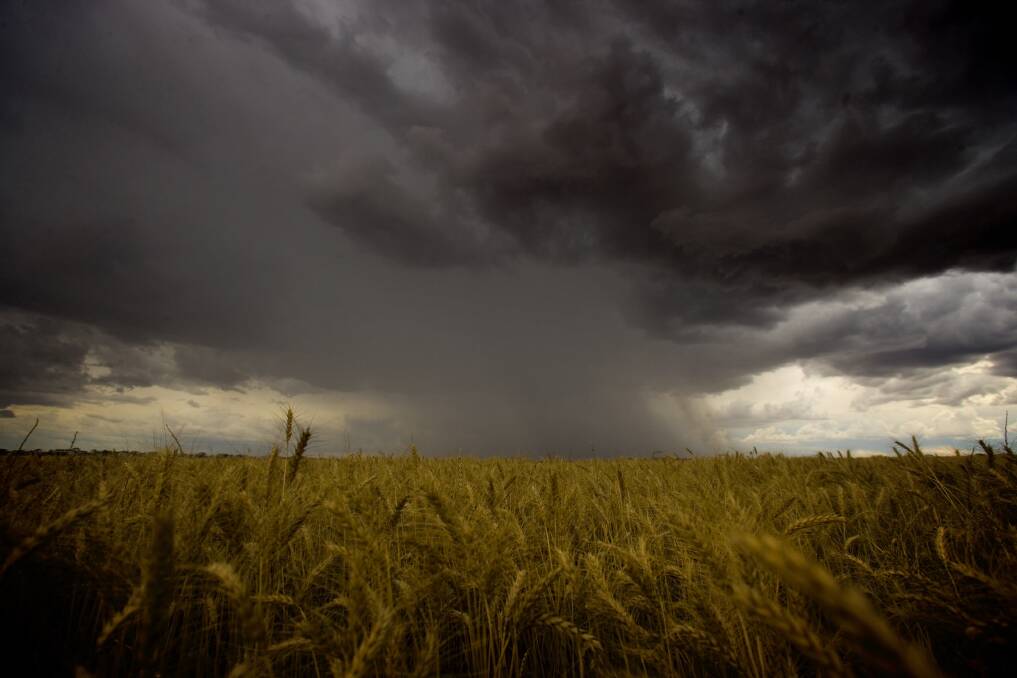 Wheat should be coming out of the ground, but instead rain is coming out of the sky. Photo: FILE. 