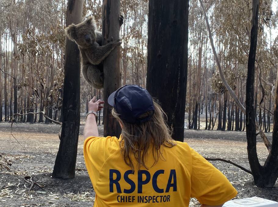 Photos by the RSPCA SA - caution injured/deceased wildlife images