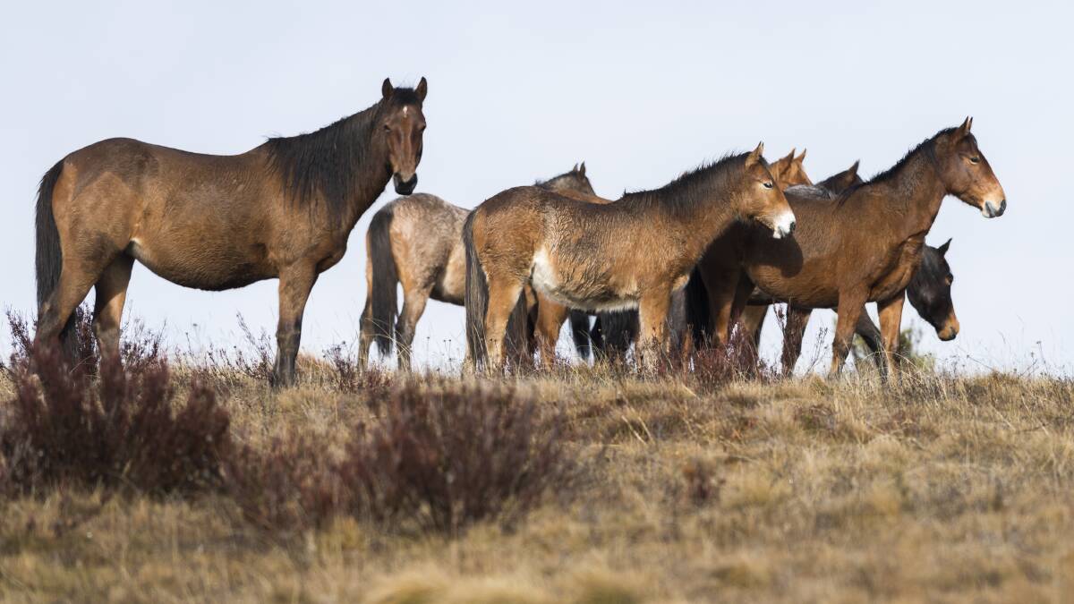 Wild horses present a contentious cross-border issue between the ACT and NSW. Picture: Andrew Plant
