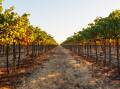 UP FOR SALE: Many Riverina winegrape farmers believe industry conditions will get worse before they get better. PHOTO: File