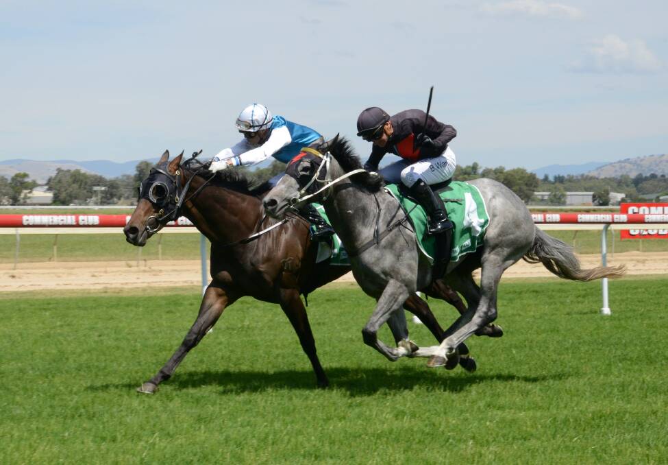 THRILLER: Jodie Bohr-trained Classy Nigella (far side) edges out Mitch Beer's Meladia at Albury on Sunday.