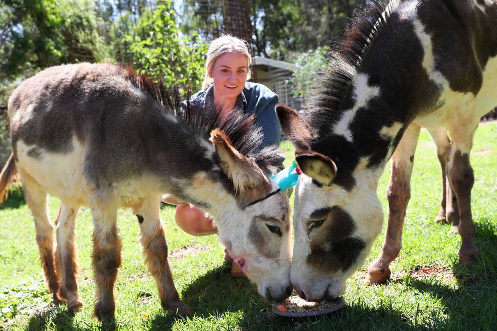 WAGGA'S FAVOURITE DONKEYS: Bubba and Jenny Gump share a plate of food put together by Kira McBeath. Picture: Emma Hillier 
