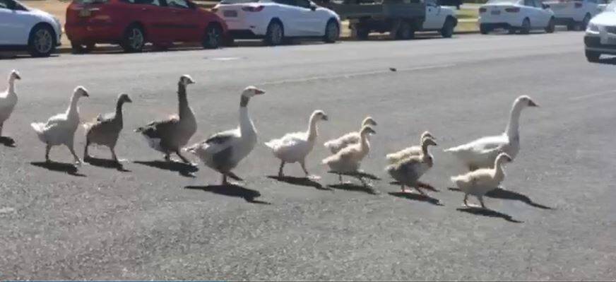 STOPPING TRAFFIC: Geese travel across Forsyth Street three to four times a day to visit Ray Ray's Diner. 