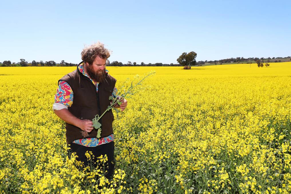 PICTURESQUE: Simon Moloney's crop is faring better than most, but he's holding out for rain. Picture: Emma Hillier 